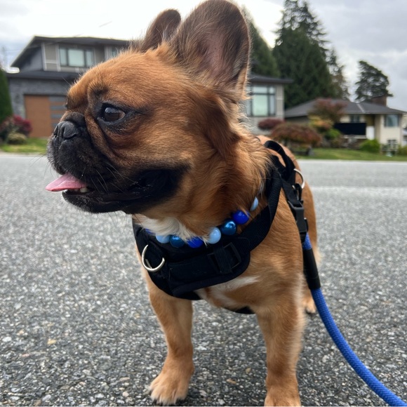 Handcrafted Beaded Dog Collar - Skye - Blue Beaded Acrylic Beads - Picture 6 of 13